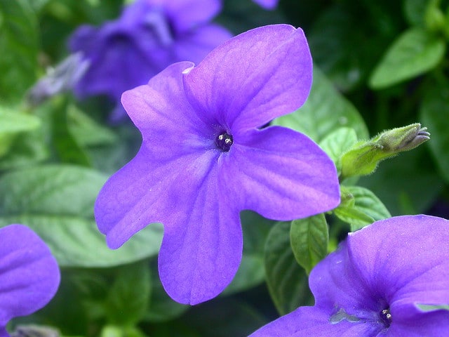 Browallie remarquable (Browallia speciosa)