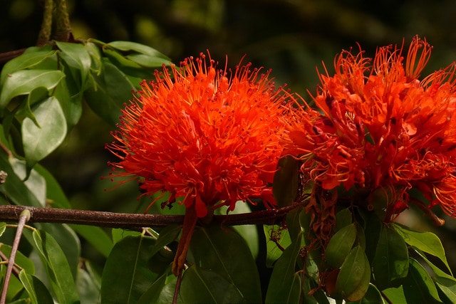 Brownea ariza