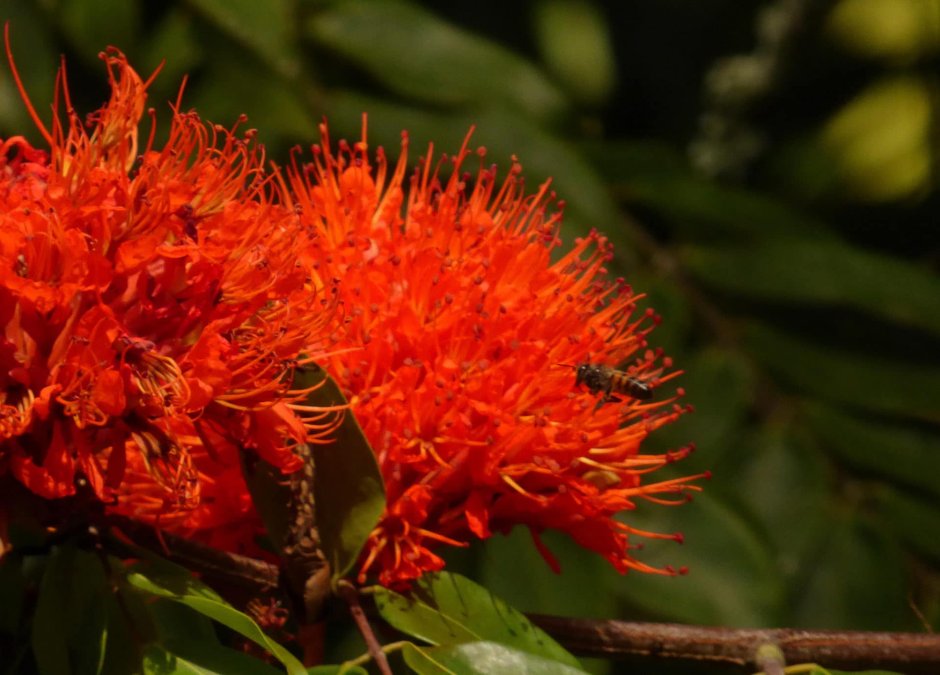 Brownea ariza
