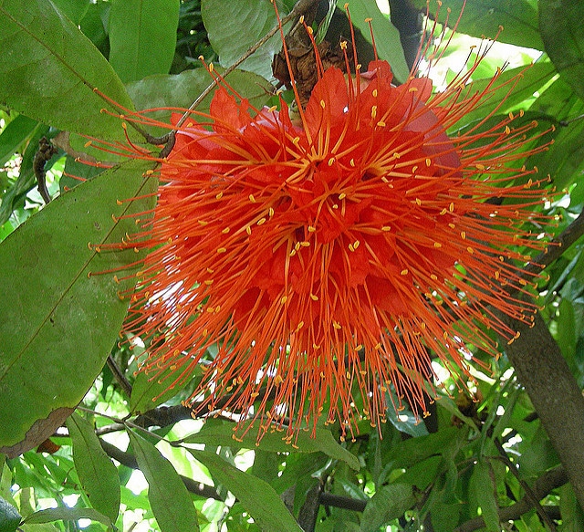 Brownea ariza (Brownea ariza)