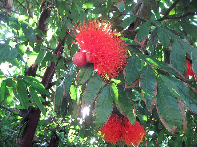 Brownea grandiceps