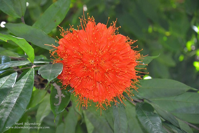 Brownea grandiceps