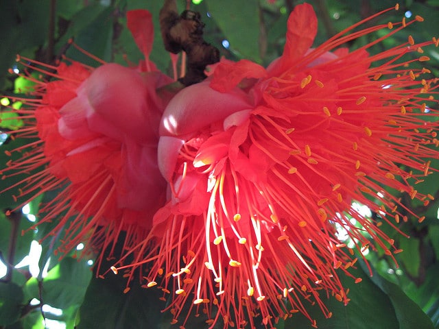 Brownea grandiceps