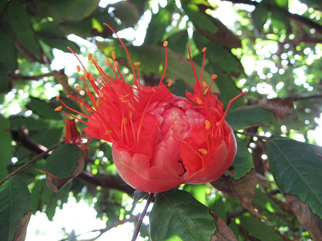 Brownea grandiceps