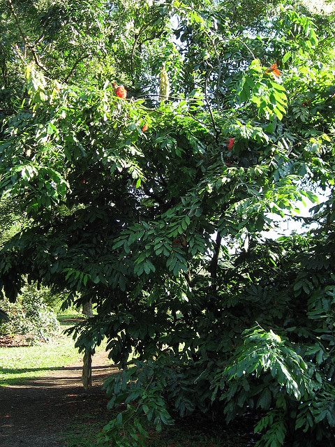 Brownea grandiceps