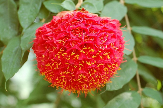 Brownea grandiceps (Brownea grandiceps)
