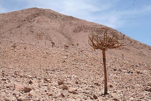 Browningia candelaris