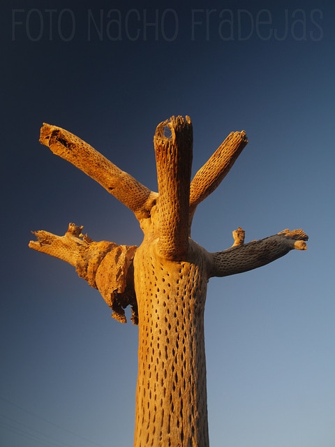 Browningia candelaris