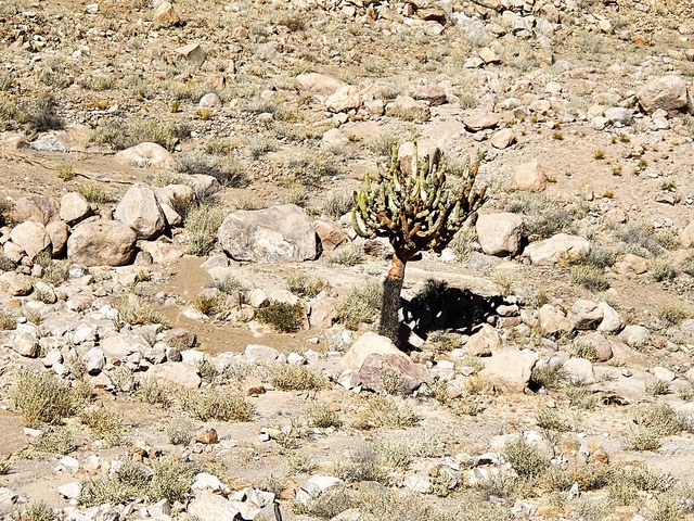 Browningia candelaris