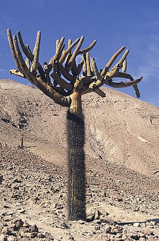 Browningia candelaris