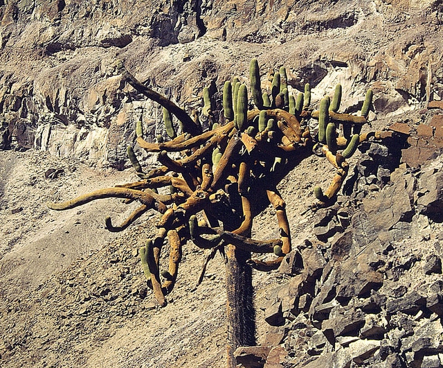 Browningia candelaris (Browningia candelaris)