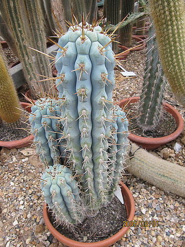 Cierge bleu (Browningia hertlingiana)