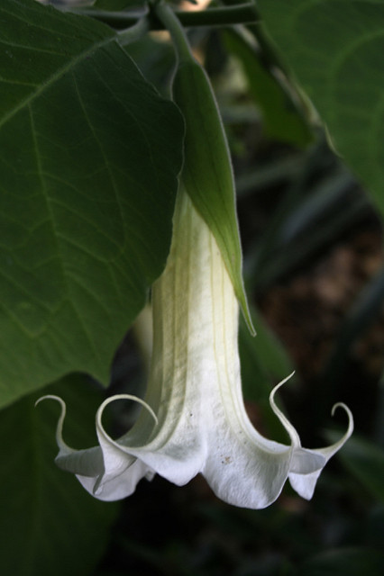 Trompette du jugement