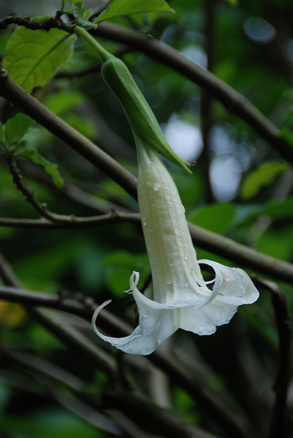 Trompette du jugement