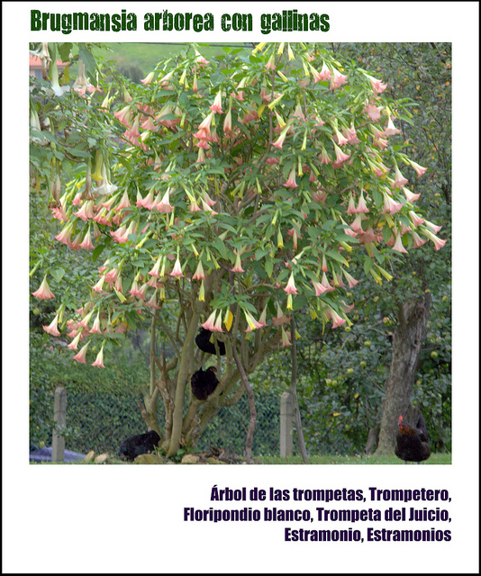 Trompette du jugement