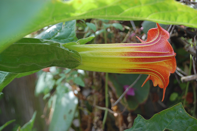 Brugmansia écarlate