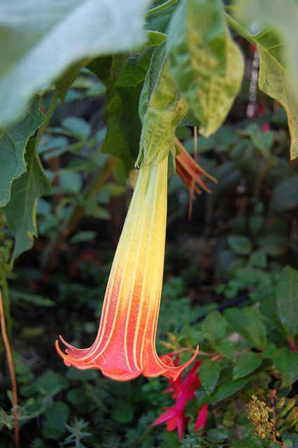 Brugmansia écarlate