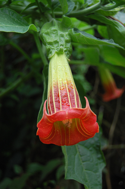 Brugmansia écarlate