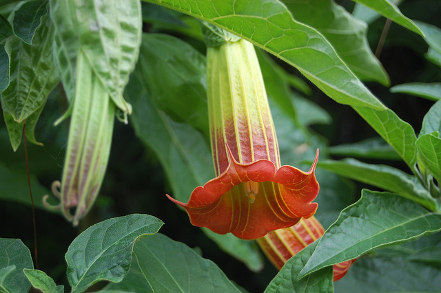 Brugmansia écarlate (Brugmansia sanguinea)