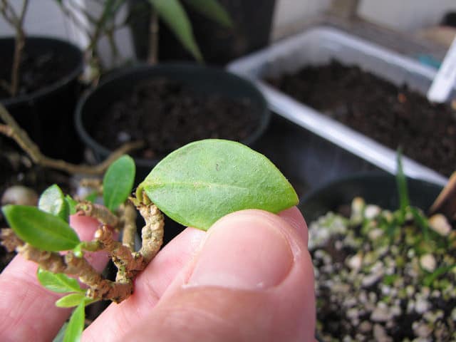 Brunfelsia americana