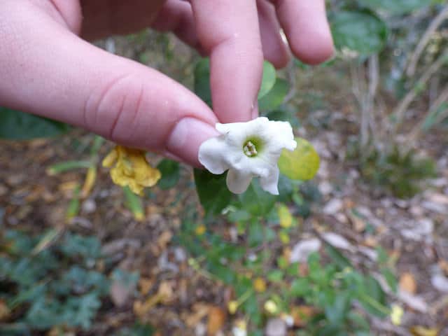 Brunfelsia americana