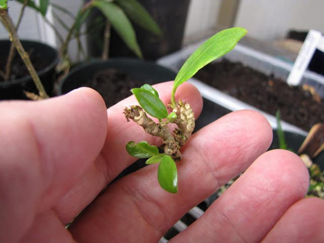 Brunfelsia americana