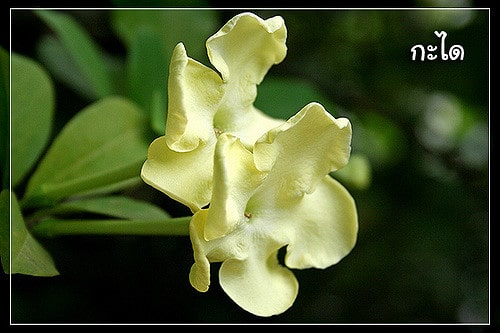 Brunfelsia americana