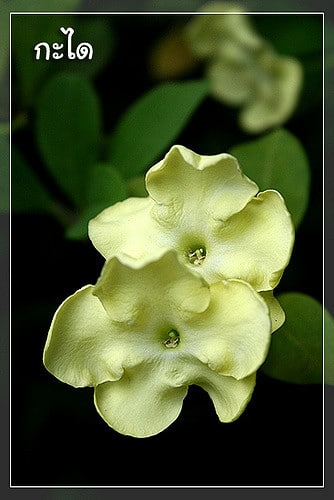 Brunfelsia americana