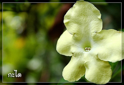 Brunfelsia americana