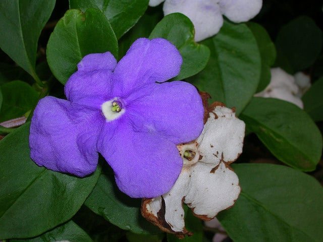 Jasmin des îles