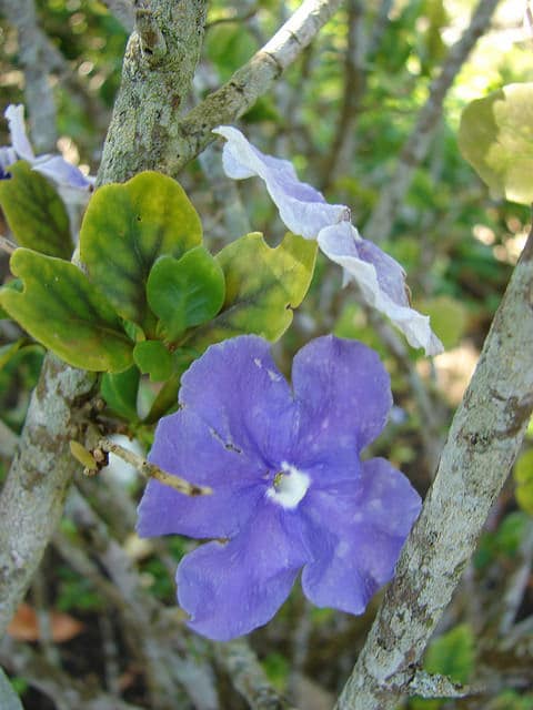 Jasmin des îles