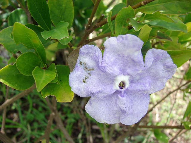 Jasmin des îles