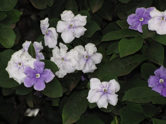 Jasmin des îles (Brunfelsia australis)