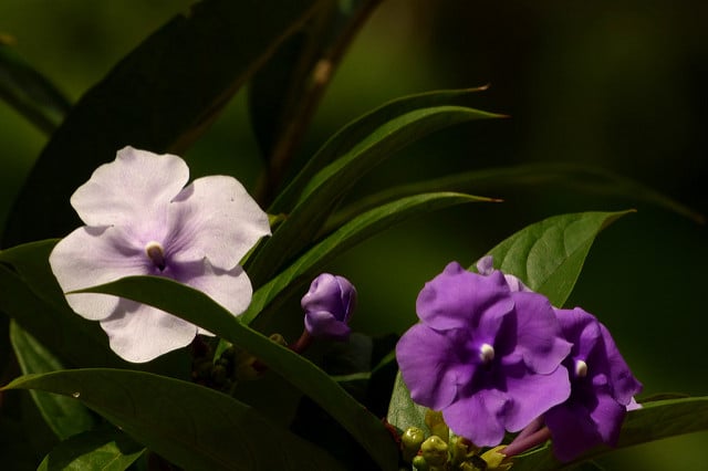Brunfelsia grandiflora