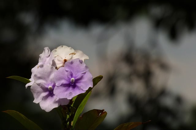 Brunfelsia grandiflora