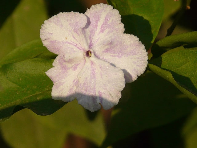 Brunfelsia grandiflora