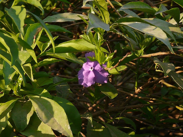 Brunfelsia grandiflora