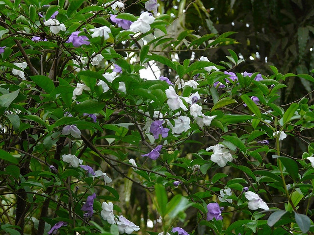 Brunfelsia grandiflora