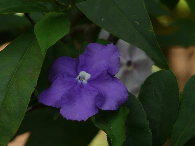 Brunfelsia grandiflora