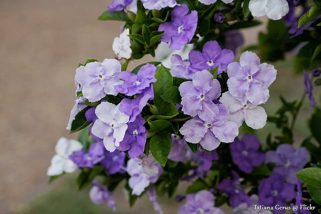 Brunfelsia latifolia