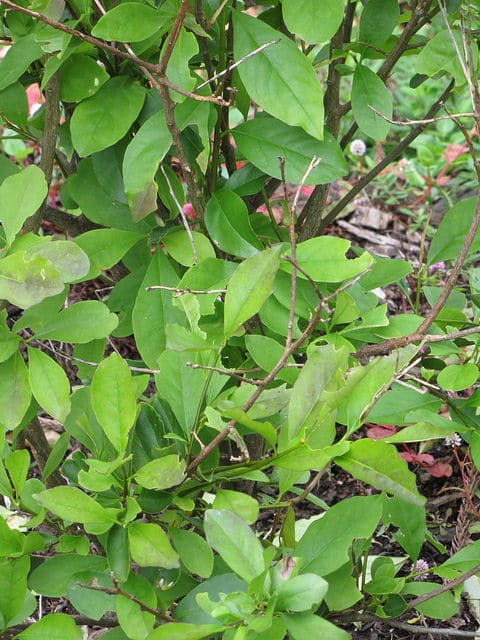 Brunfelsia latifolia