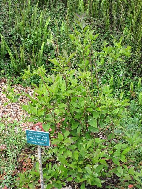 Brunfelsia latifolia