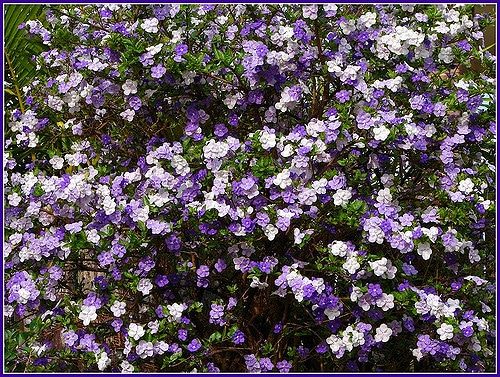 Brunfelsia latifolia