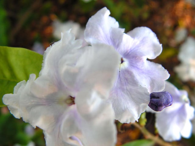 Brunfelsia latifolia