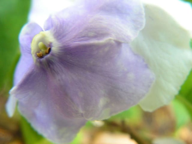Brunfelsia latifolia
