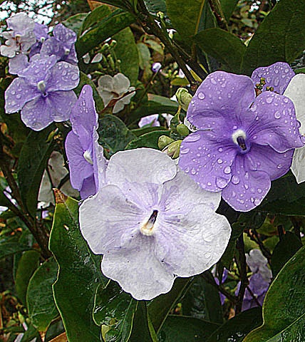 Brunfelsia pauciflora