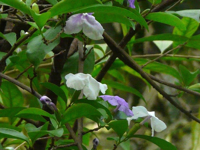 Brunfelsia pauciflora