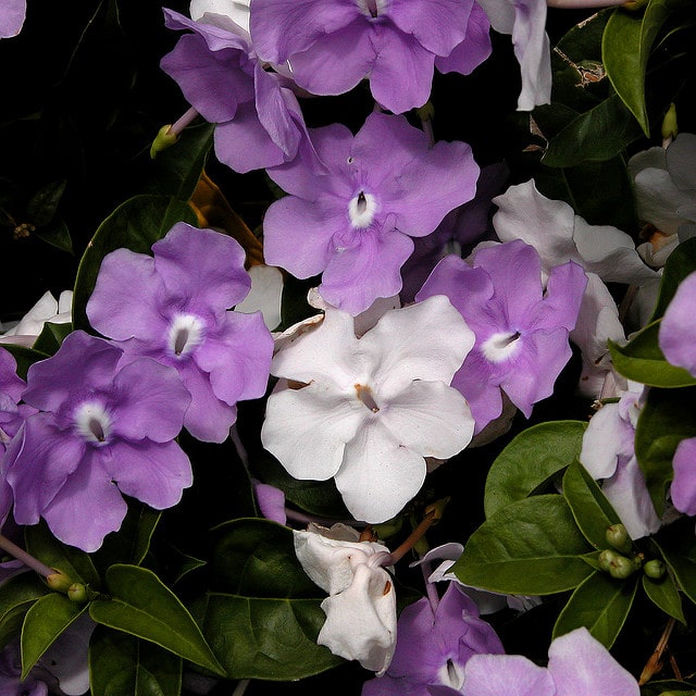 Brunfelsia pauciflora