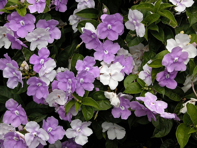 Brunfelsia pauciflora