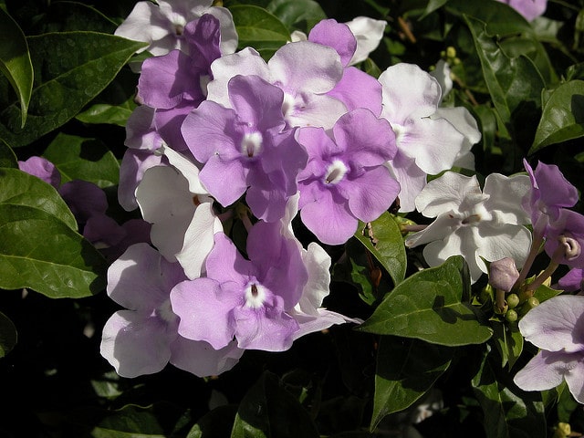 Brunfelsia pauciflora